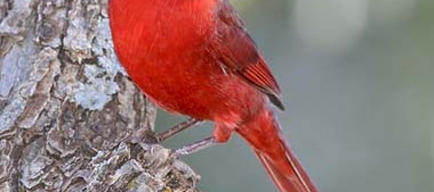 List of State Birds in the United States