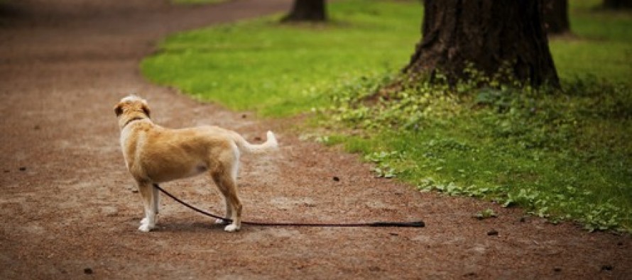Pet Detectives: Experts Help for Finding a Lost, Stolen or Missing Animal